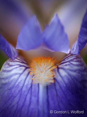 Iris Closeup_00723.jpg - Photographed near Carleton Place, Ontario, Canada.